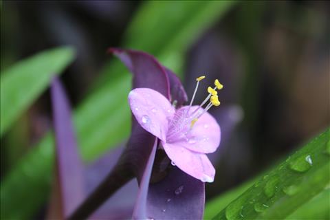 Purple Flower with rain drops
